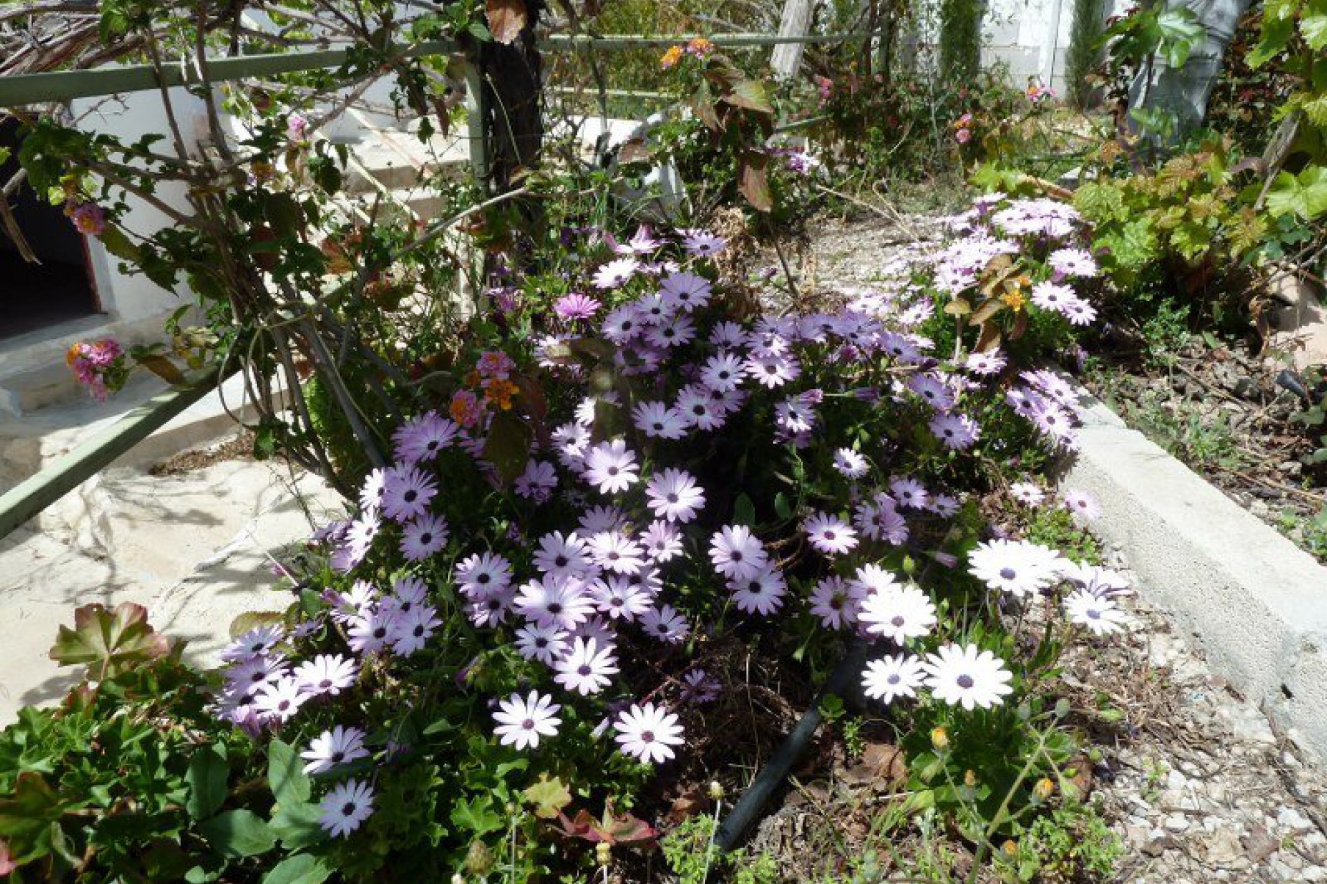 253 | Semi-Detached in Murcia